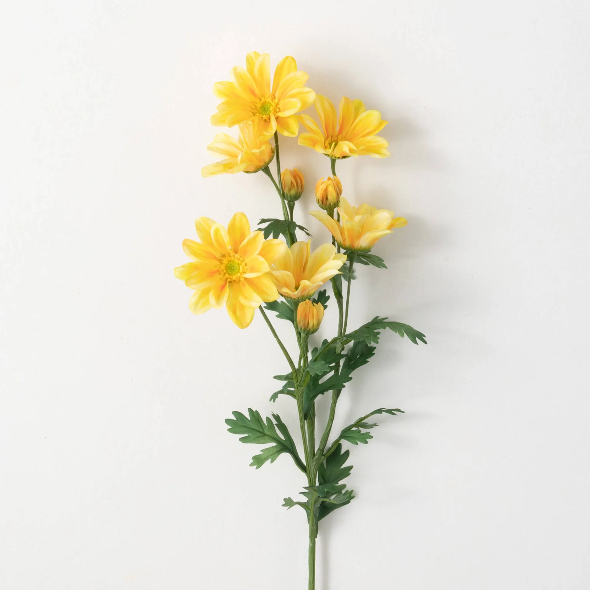 Bright Yellow Gazania Stem