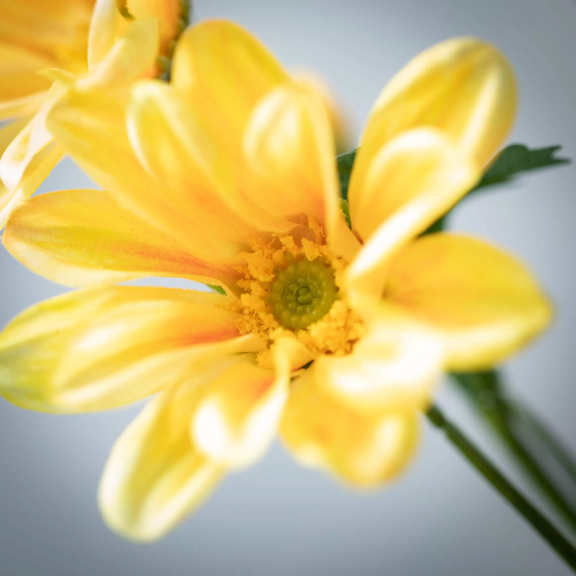 Bright Yellow Gazania Stem