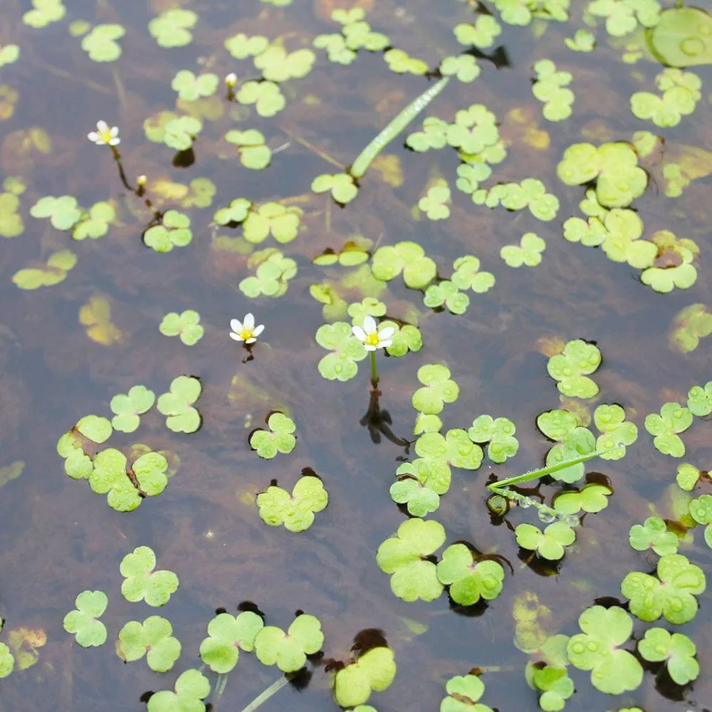 Ranunculus Hederaceus Aquatic Pond Plant - Ivy Leaved Crowfoot